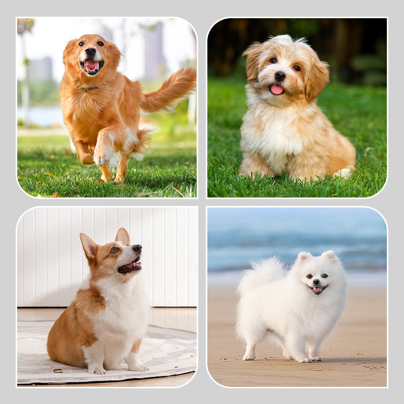 🔹 Anti-slip ir vandeniui atsparūs šunų batai